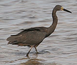 Meerreiher, Egretta dimorpha, Dimorphic Egret